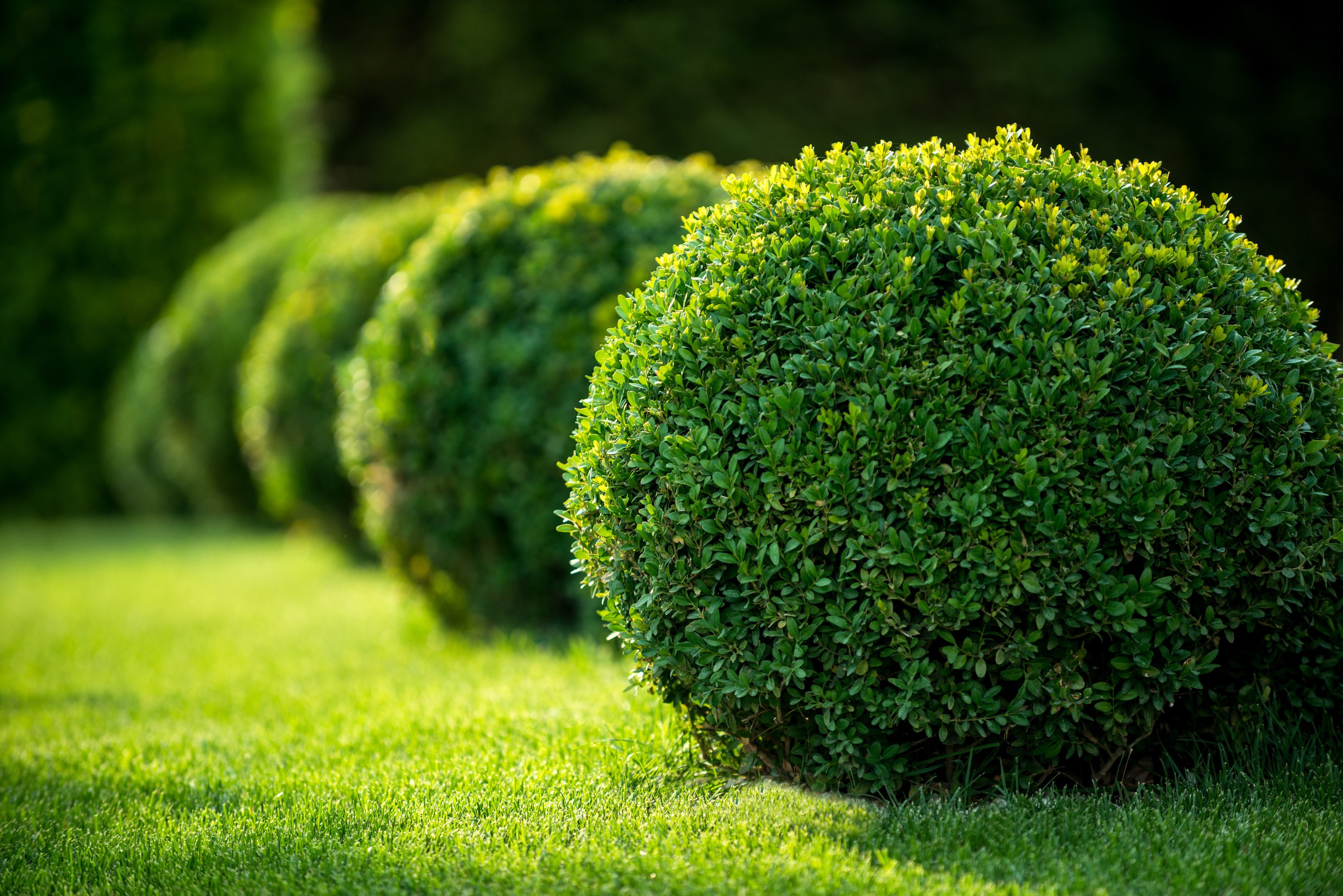 boxwood bushes round shape,formal park